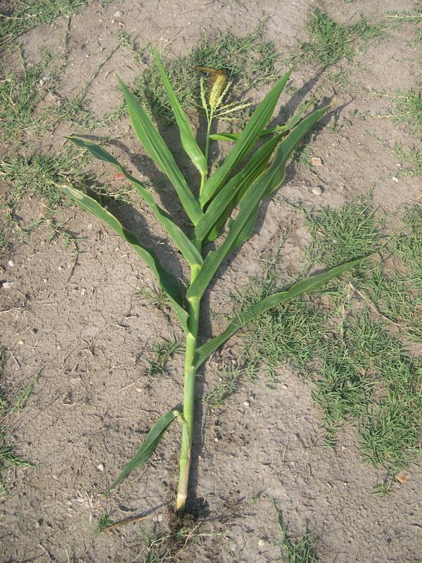 Zea mays / Granoturco